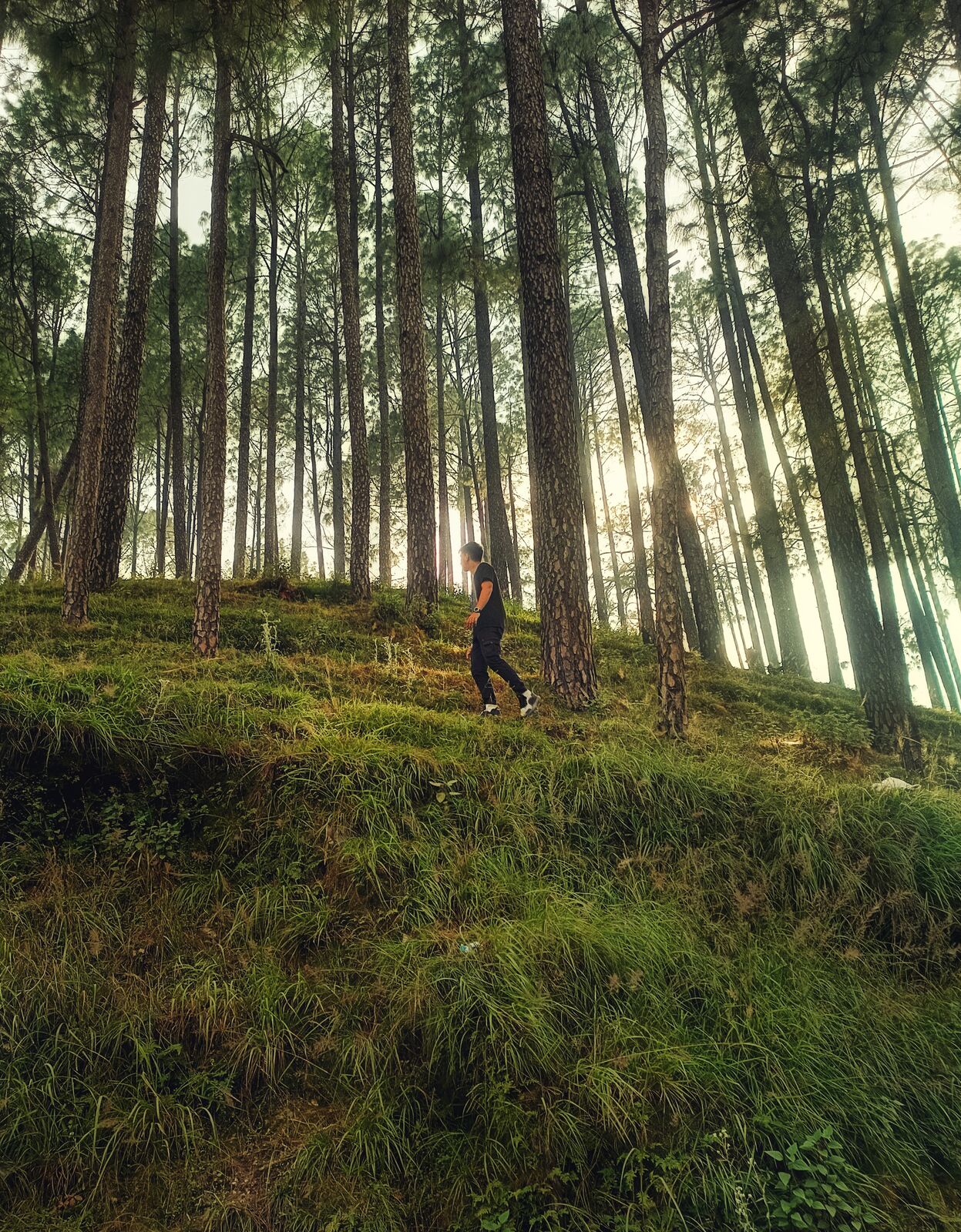 Pine forest with a person walking